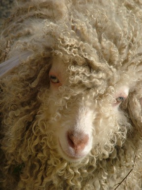 la douceur de Jolie Belle