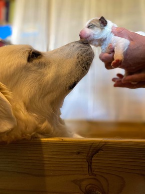 Molly et ses bébés